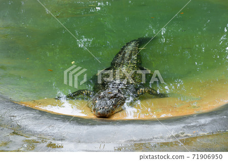 Dangerous crocodile on the lake close up 71906950