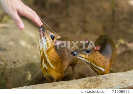 Kanchil is an amazing cute baby deer from the tropics. The mouse deer is one of the most unusual animals. Cloven-hoofed mouse 71906951