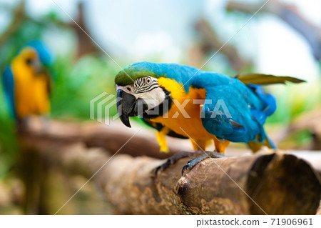 Blue yellow parrot macaw sitting on branch 71906961