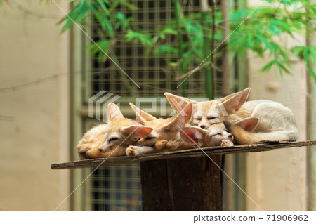 Cute sleeping fennecs on the shelf in the zoo Cute sleeping fennecs on the shelf in the zoo 71906962