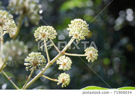 White paperplant flowers that bloomed in late autumn White paperplant flowers that bloomed in late autumn 71908034