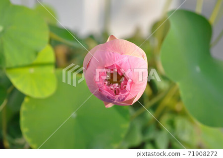 lotus ,pink lotus or nucifera gaertn lotus ,pink lotus or nucifera gaertn 71908272
