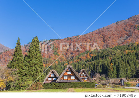 [World Heritage] Gassho-zukuri village in Shirakawa-go, Gifu prefecture (autumn image) 71908499