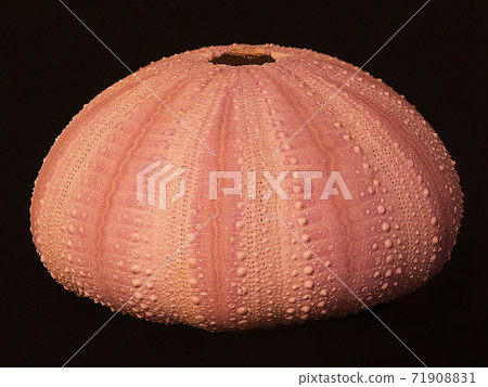 Pink Sea Urchin Shell 71908831