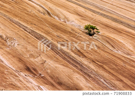 Scrub Pine on Face of Stone Mountain 71908833