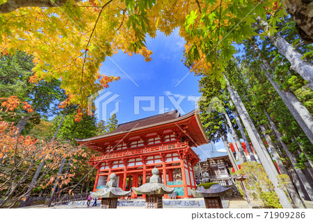 高山秋葉 71909286