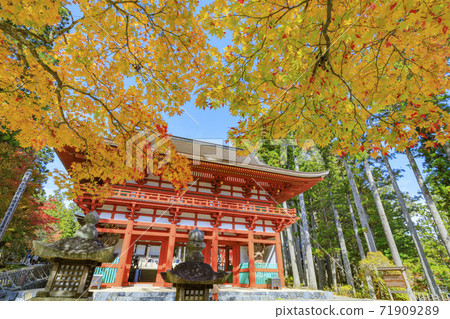 Koyasan autumn leaves 71909289