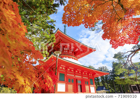 Koyasan autumn leaves Koyasan autumn leaves 71909310