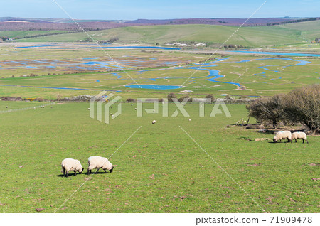 Cuckmere Haven, Seaford, England 71909478