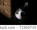 cat, animal, portrait 71909730