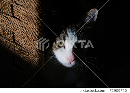 cat, animal, portrait 71909730