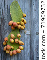 prickly pears fichi d'india 71909732