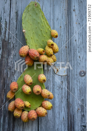 prickly pears fichi d'india prickly pears fichi d'india 71909732
