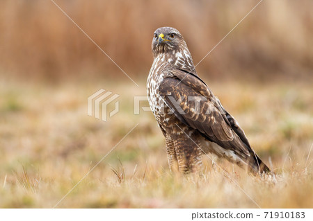 Fierce common buzzard sitting the ground in autumn nature 71910183