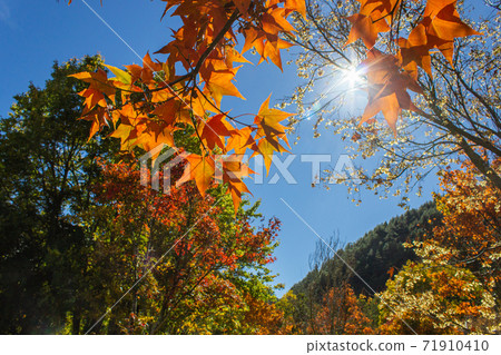 季節限定的大自然-武陵農場銀杏與楓紅 71910410