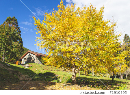 Season limited nature-Wuling Farm Ginkgo and Maple 71910595