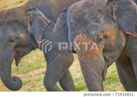 Sri Lankan Elephant, Minneriya National Park, Sri Lanka 71910851