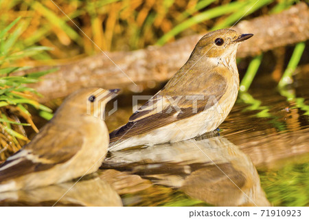 Pied Flycatcher, Forest Pond, Mediterranean Forest, Spain Pied Flycatcher, Forest Pond, Mediterranean Forest, Spain 71910923