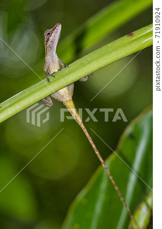 Anolis, Anole Lizard, Tropical Rainforest, Marino Ballena National Park, Costa Rica 71910924