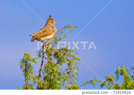 Crested Lark, Mediterranean Forest, Spain Crested Lark, Mediterranean Forest, Spain 71910926