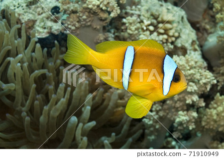 Red Sea Clownfish, Two-banded Anemonefish, Red Sea, Egypt Red Sea Clownfish, Two-banded Anemonefish, Red Sea, Egypt 71910949