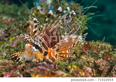 Spotfin Lionfish, North Sulawesi, Indonesia Spotfin Lionfish, North Sulawesi, Indonesia 71910954