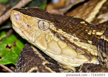 Fer-de-lance Viper, Terciopelo Viper, Tropical Rainforest, Costa Rica Fer-de-lance Viper, Terciopelo Viper, Tropical Rainforest, Costa Rica 71910955