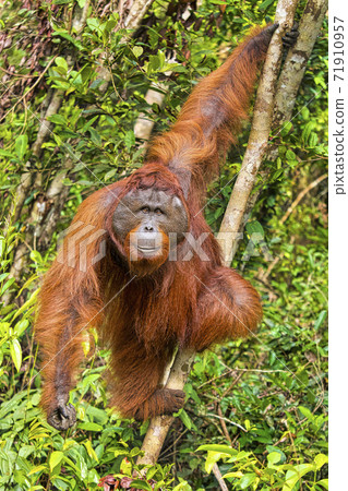 Orangutan, Tanjung Puting National Park, Borneo, Indonesia 71910957