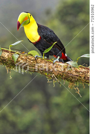 Keel-billed Toucan, Sulfur-breasted Toucan, Rainbow-billed Toucan, Tropical Rainforest, Costa Rica 71910962