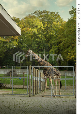 Rothschild's giraffe (Giraffa camelopardalis rothschildi) in Krakow ZOO, Poland Rothschild's giraffe (Giraffa camelopardalis rothschildi) in Krakow ZOO, Poland 71911303