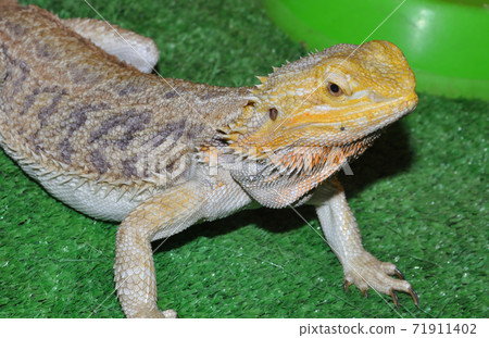 Bearded agama (Latin. Pogona vitticeps), or bearded lizard Bearded agama (Latin. Pogona vitticeps), or bearded lizard 71911402