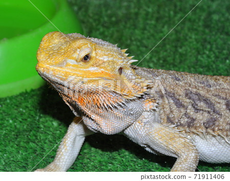 Bearded agama (Latin. Pogona vitticeps), or bearded lizard 71911406