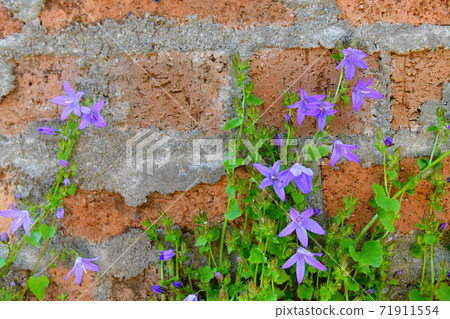 Flying snow 71911554