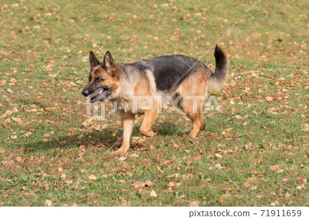 German shepherd dog is running with stick in teeth German shepherd dog is running with stick in teeth 71911659