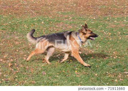 German shepherd dog is running in the autumn park. German shepherd dog is running in the autumn park. 71911660