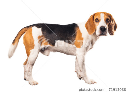 Whole beagle dog body isolated on white background. Male dog standing, side view. Whole beagle dog body isolated on white background. Male dog standing, side view. 71913088