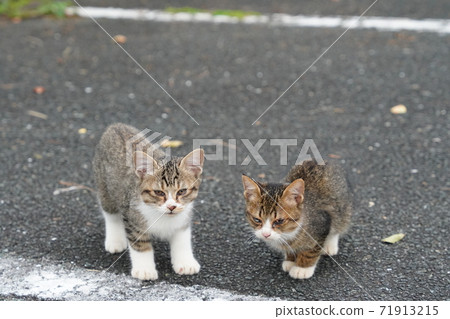 Cute Kijitora white stray cat kitten brothers who run up to me when delicious rice comes Cute Kijitora white stray cat kitten brothers who run up to me when delicious rice comes 71913215