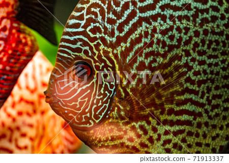 Colorful fish from the spieces Symphysodon discus in aquarium. 71913337