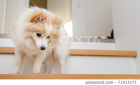 Small pomeranian puppy dog walking down the stairs. 71913371