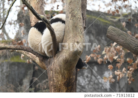 Youth panda Youth panda 71913812