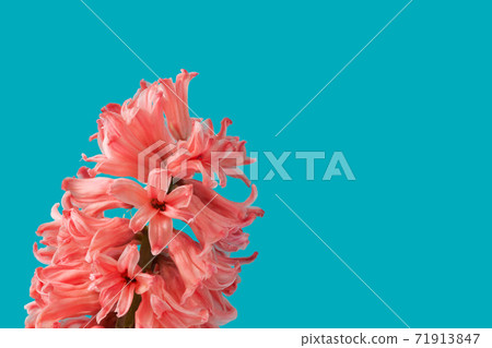 A bright blooming flower of orange hyacinth on a turquoise background. A bright blooming flower of orange hyacinth on a turquoise background. 71913847