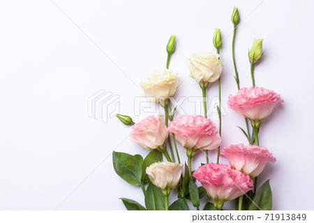 Gentle pink eustoma flowers on a white paper background. Gentle pink eustoma flowers on a white paper background. 71913849