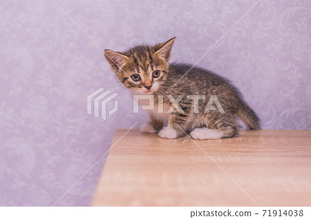 little striped kitten sits on a table on a purple background little striped kitten sits on a table on a purple background 71914038