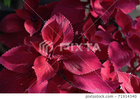 11月Tama 168 Corius，Shiso家族，多摩市綠色生活中心 71914340