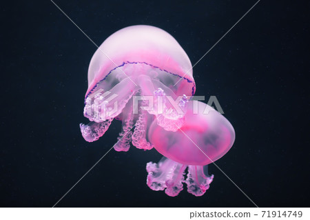two purple jellyfish rhizostoma pulmo underwater 71914749