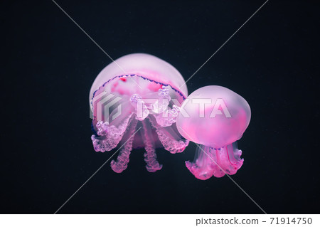 two purple jellyfish rhizostoma pulmo underwater two purple jellyfish rhizostoma pulmo underwater 71914750