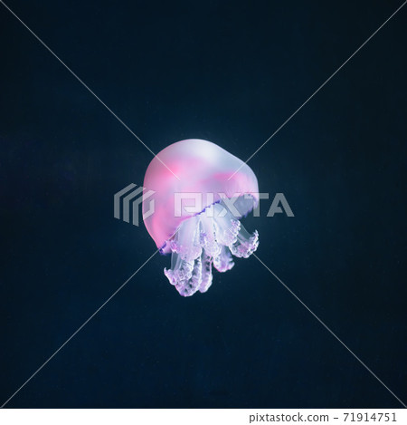 purple jellyfish rhizostoma pulmo underwater 71914751