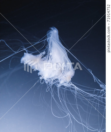 sea nettle jellyfish with long tails 71914752