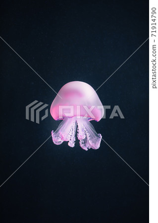 purple jellyfish rhizostoma pulmo underwater purple jellyfish rhizostoma pulmo underwater 71914790
