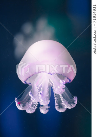 jellyfish rhizostoma pulmo underwater jellyfish rhizostoma pulmo underwater 71914931